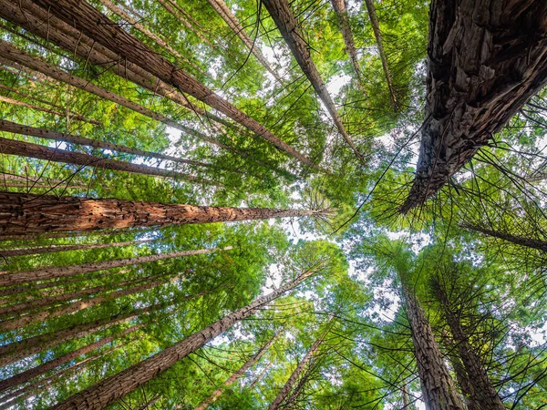 Низький Кут Дроблення Високих Дерев Червоному Лісі Кантабрії — стокове фото