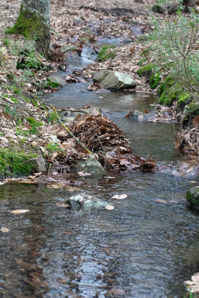 Widok Lasu Akfadou Bejaia Algieria — Zdjęcie stockowe