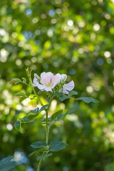 Perro Rosa Flor Sobre Fondo Verde Natrual — Foto de Stock