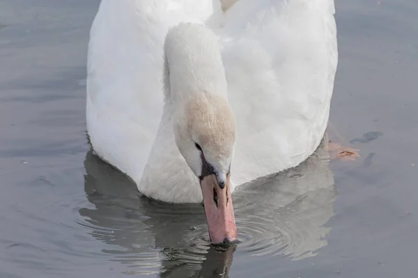 Närbild Stum Svan — Stockfoto