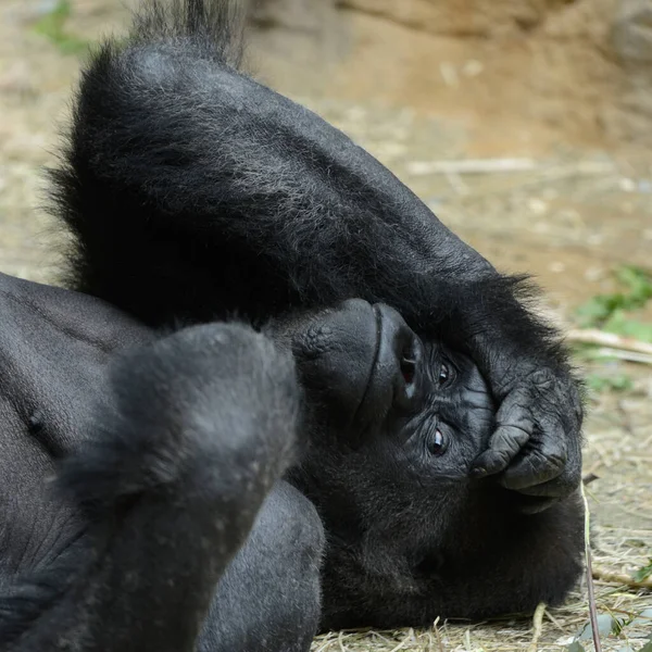 Bir Dağ Gorilinin Yere Uzanmış Bir Hayvanat Bahçesinde Dinlendiği Yakın — Stok fotoğraf