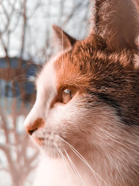 Selektivní Detailní Záběr Roztomilé Kočky Hledící Okna — Stock fotografie