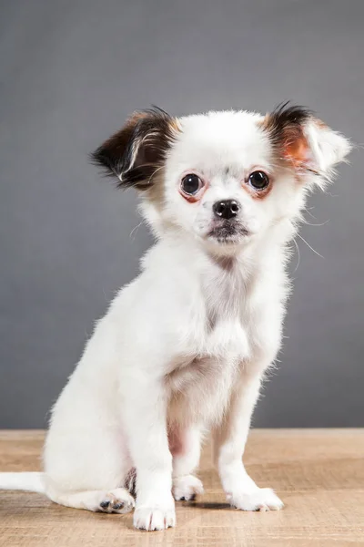 Vertikal Bild Bedårande Vit Tamhund Som Står Ett Träbord Mot — Stockfoto