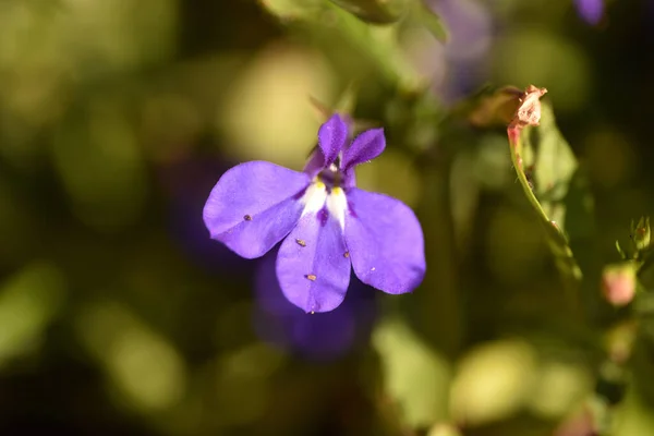 Closeup Shot Purple Lobelia Plant Blooming Garden — Stock Photo, Image