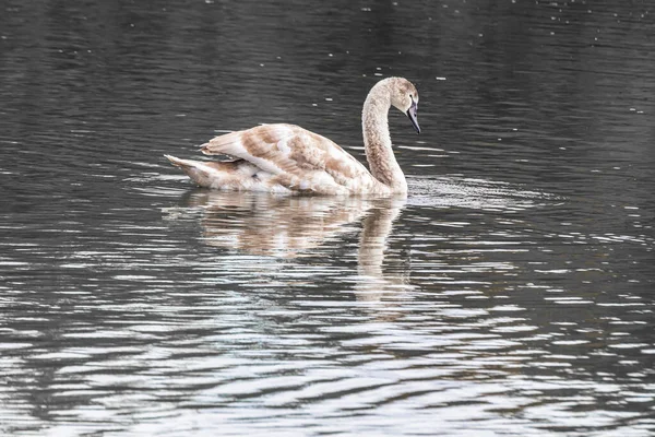 Beautiful View Lake Mute Swan Swimming — Stock Photo, Image