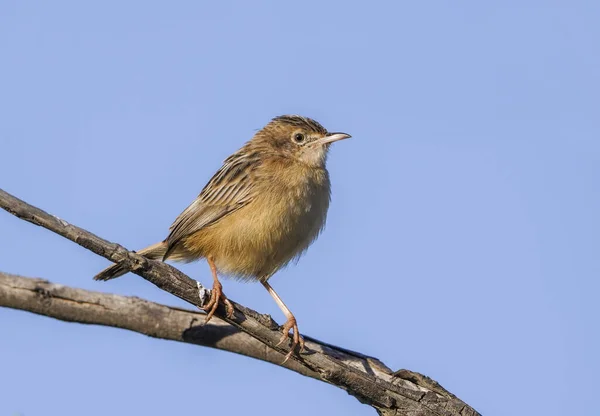 Zitting Cisticola Cisticola Juncidis Natuurgebied — Stockfoto