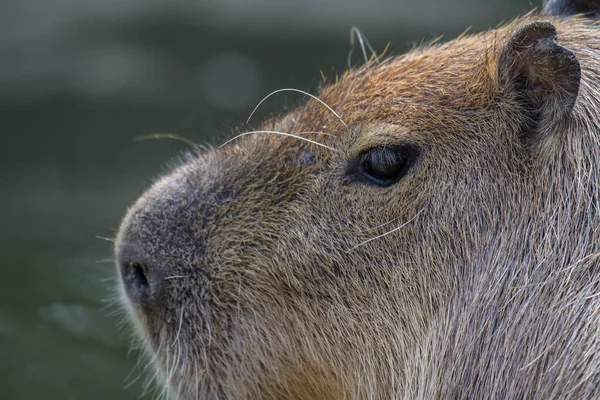 Retrato Uma Capibara Com Cabelos Grisalhos Castanhos Sol — Fotografia de Stock