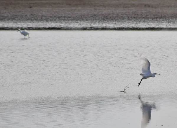 Shallow Focus Flying Heron Seashore Background Another One Standing Water — Stock Photo, Image