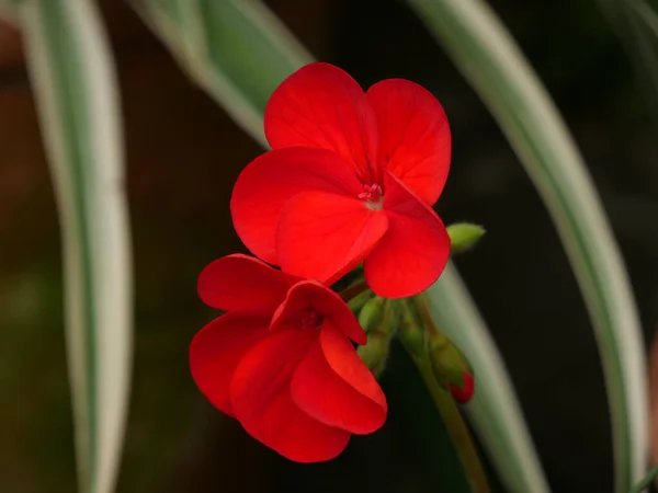 Tiro Close Flores Gerânio Vermelho Brilhante — Fotografia de Stock