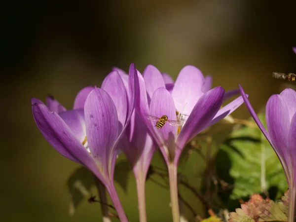 Zbliżenie Ujęcie Jasnofioletowego Krokusa Kwiaty — Zdjęcie stockowe