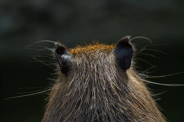 portrait of the back of the head of a capibara with grey and brown hair