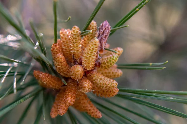 꽃봉오리 알레포 소나무 Pinus Alepensis — 스톡 사진