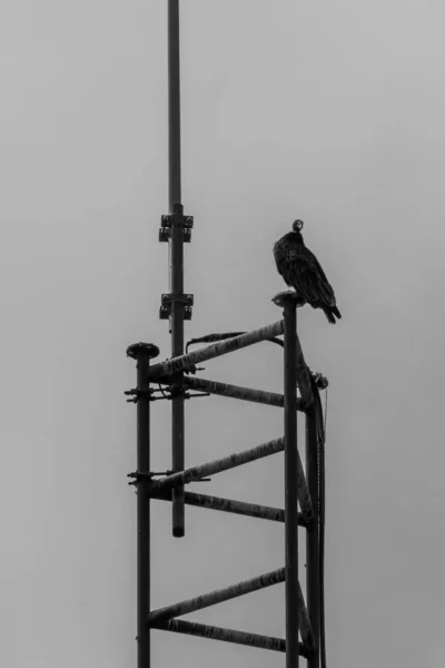 秃鹫的灰度栖息在无线电塔上 — 图库照片