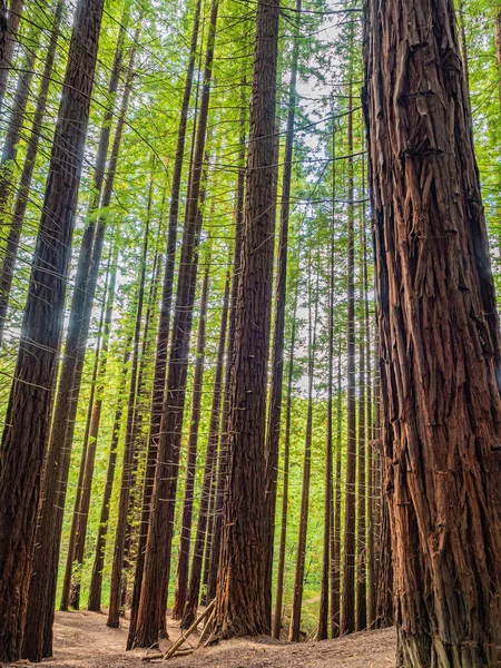 Вертикальні Низькі Кути Дерев Червоному Лісі Кантабрії — стокове фото