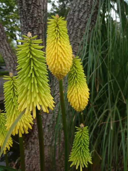 Vertical Closeup Shot Poker Plants Background Tree Trunks — Stock Photo, Image