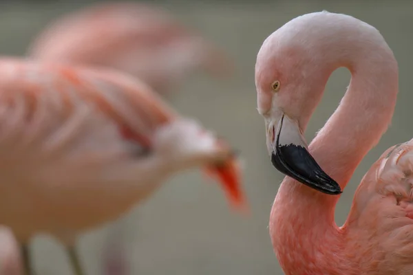Amerikaanse Flamingo Phoenicopterus Ruber Met Andere Wazige Achtergrond — Stockfoto