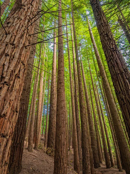 Cantabria Sekoya Ormanı Ndaki Uzun Ağaçların Dikey Alçak Açılı Görüntüsü — Stok fotoğraf