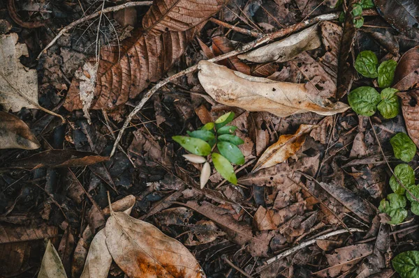 Plantas Verdes Bosque Otoñal Costa Rica Centroamérica — Foto de Stock