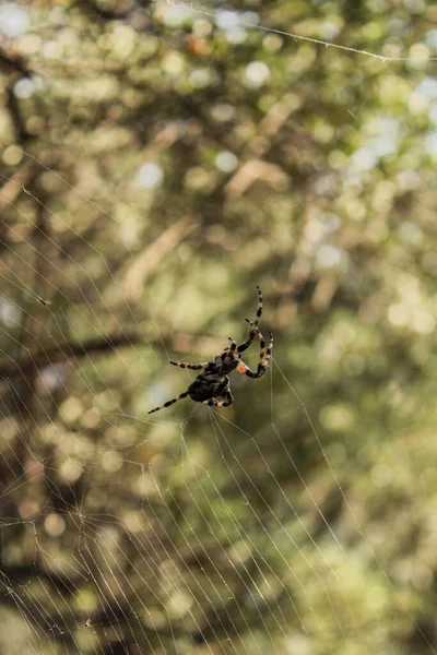 Plano Vertical Una Araña Jardín Europea Web — Foto de Stock