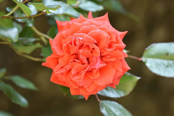 Ένα Κοντινό Πλάνο Ενός Κόκκινου Τριαντάφυλλου Που Ανθίζει Στον Κήπο — Φωτογραφία Αρχείου