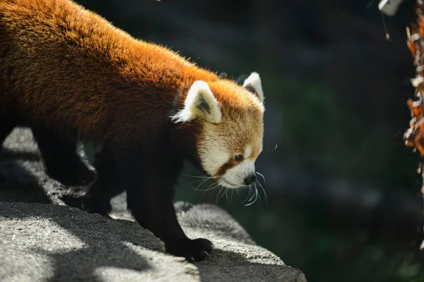 Närbild Bedårande Röd Panda Sten Ett Zoo Solljuset — Stockfoto