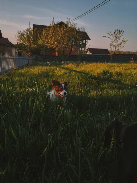 Krojony Pies Biegający Zielonej Trawie — Zdjęcie stockowe