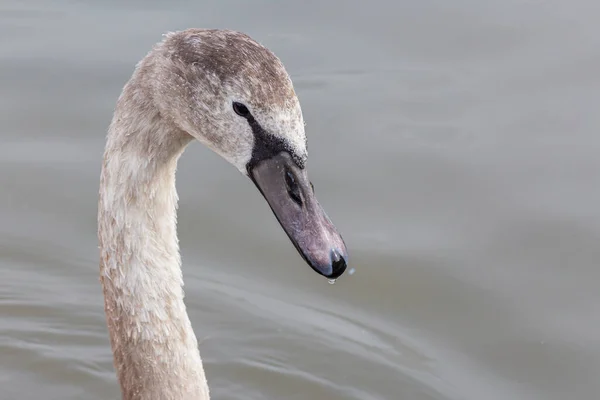 Tiro Perto Cisne Mudo — Fotografia de Stock