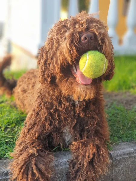 Vertical Closeup Shot Brown Labradoodle Holding Tennis Ball Its Mouth — Stock Photo, Image