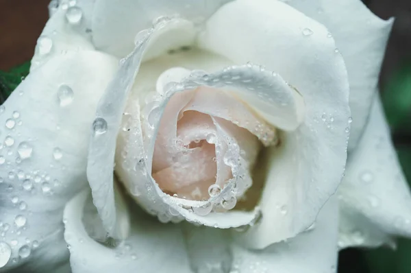 Closeup Wet White Rose Flower — Stock Photo, Image