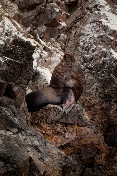 Een Van Grootste Kolonies Zeeleeuwen Zuid Amerika Woont Ballestas Eilanden — Stockfoto