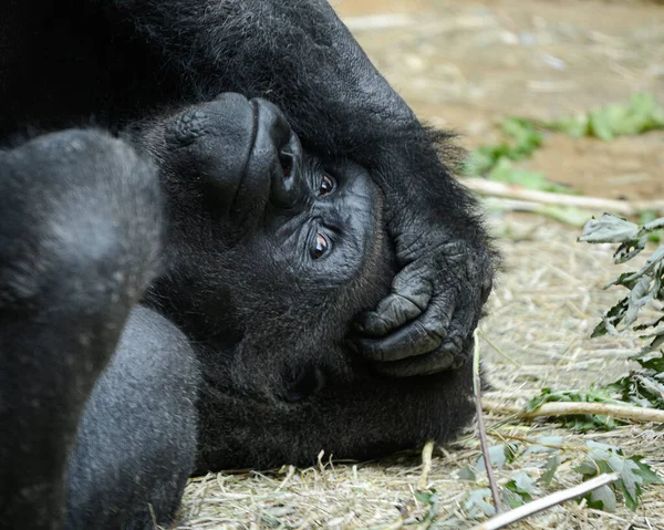 Gros Plan Gorille Montagne Couché Sur Sol Relaxant Dans Zoo — Photo
