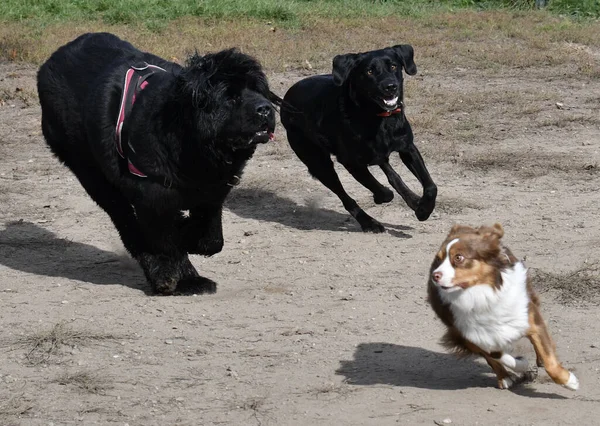 ラブラドール レトリバー ブラック ドッグとニューファンドランド ブラック ドッグは 犬公園で別の小さな犬の後ろを走っています — ストック写真