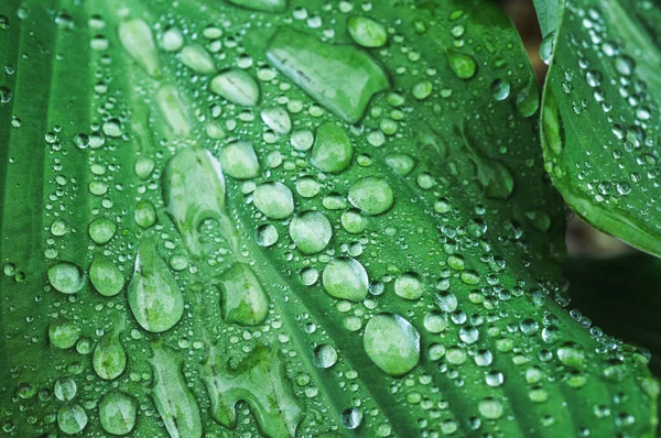 庭に雨が降っている植物の葉の選択的な焦点ショット — ストック写真