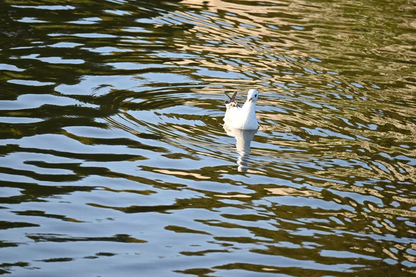 Egy Gyönyörű Kép Egy Aranyos Sirályról Tavon — Stock Fotó