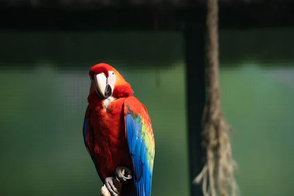 Kolorowa Papuga Parku — Zdjęcie stockowe