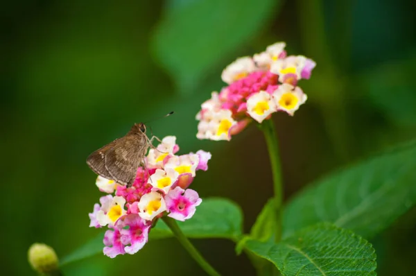 Macro Butterfly Pink Lantana Flower — Stock Photo, Image