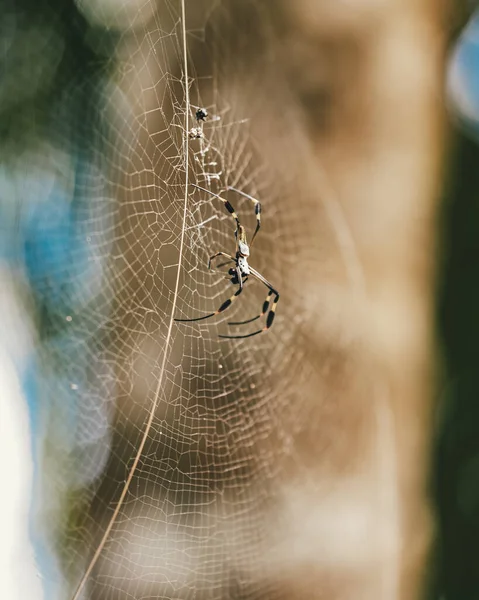 蜘蛛网上蜘蛛的垂直照片 — 图库照片