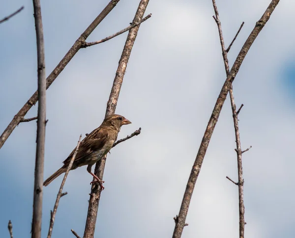 Hnědohlavý Pták Sedící Listnatých Stromech Pensylvánii — Stock fotografie