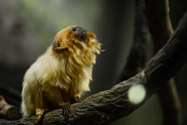 Großaufnahme Eines Goldenen Löwen Tamarins Auf Einem Baum Einem Zoo — Stockfoto