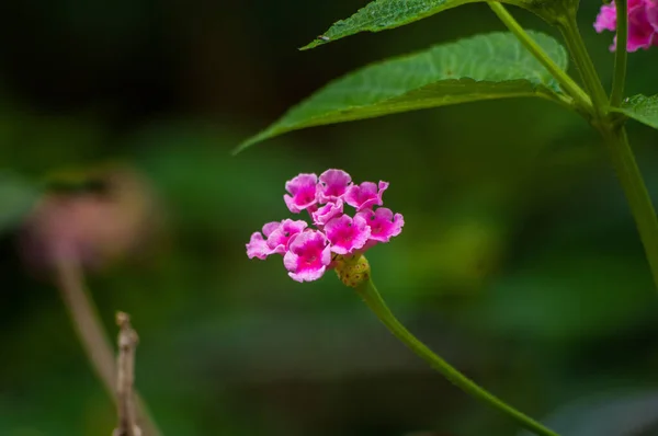 Selektywne Zbliżenie Różowego Kwiatu Lantana — Zdjęcie stockowe