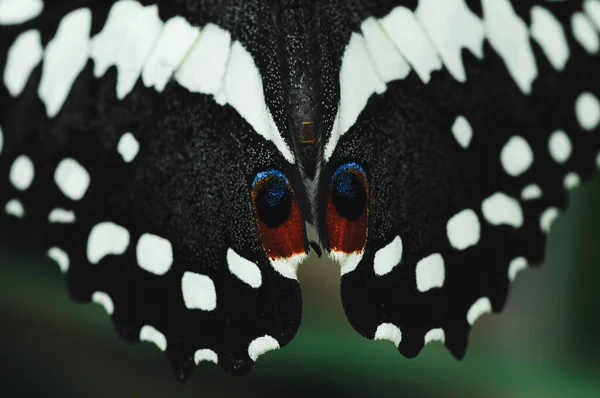 Eine Nahaufnahme Der Schwalbenschwanz Schmetterlingsflügel — Stockfoto