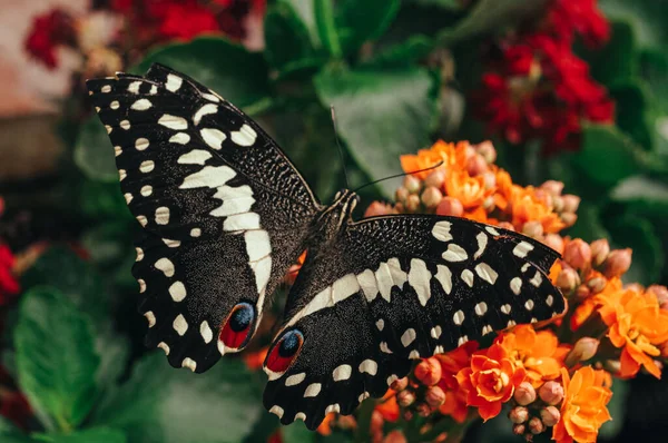 Ένα Επιλεκτικό Πλάνο Εστίασης Της Πεταλούδας Χελιδόνια Σκαρφαλωμένο Ανθοφόρα Φυτά — Φωτογραφία Αρχείου