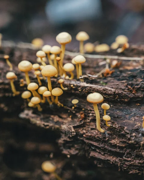 Tiro Vertical Pequenos Cogumelos Uma Floresta Costa Rica América Central — Fotografia de Stock