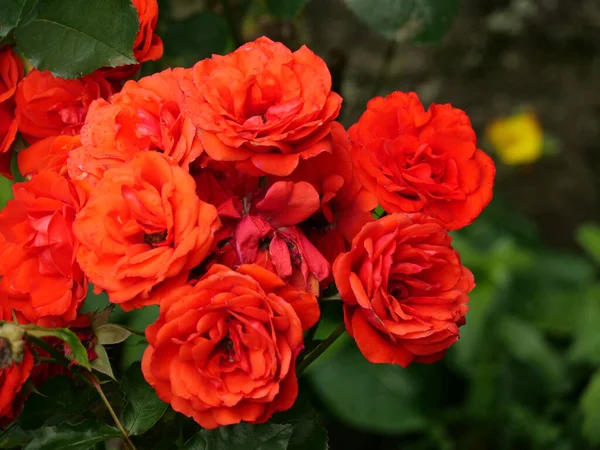 Primer Plano Rosas Jardín Naranja Brillante —  Fotos de Stock
