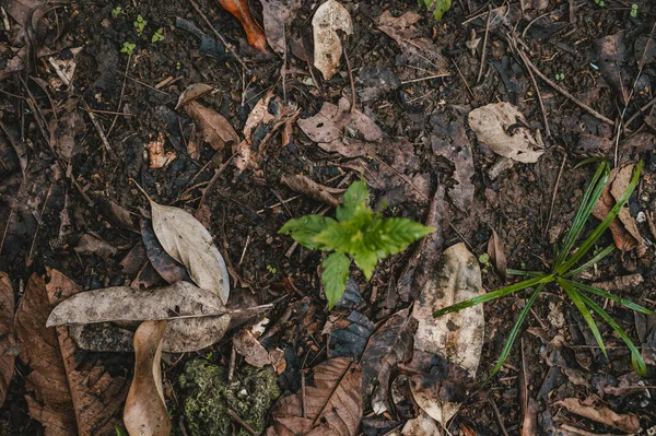 Uma Planta Verde Uma Floresta Costa Rica América Central — Fotografia de Stock