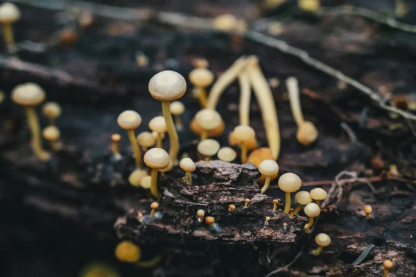 Kleine Pilze Einem Wald Costa Rica Mittelamerika — Stockfoto