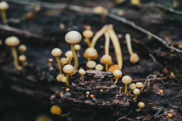 Kleine Paddestoelen Een Bos Costa Rica Midden Amerika — Stockfoto