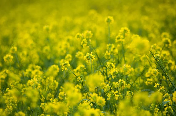 Bir Tarlada Sarı Bir Kolza Tohumu — Stok fotoğraf