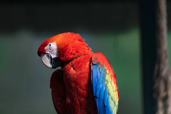 Ein Bunter Papagei Park — Stockfoto