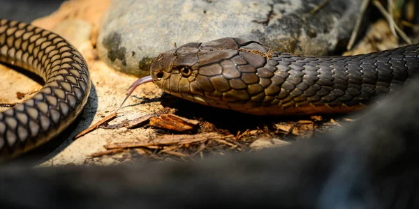 在一个背景模糊的动物园里 一只眼镜王蛇在灯光下的特写 — 图库照片
